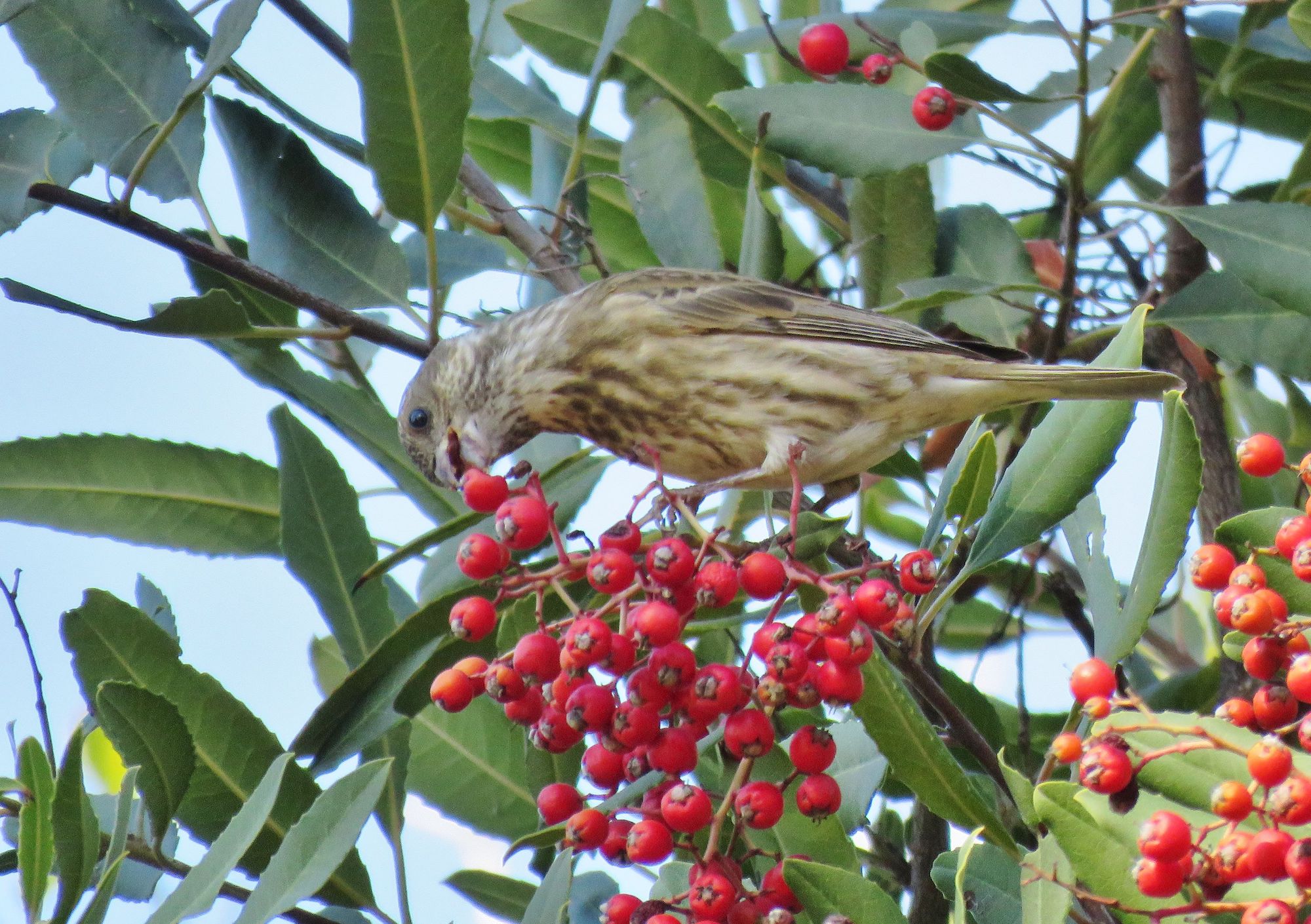 Female Purple Finch