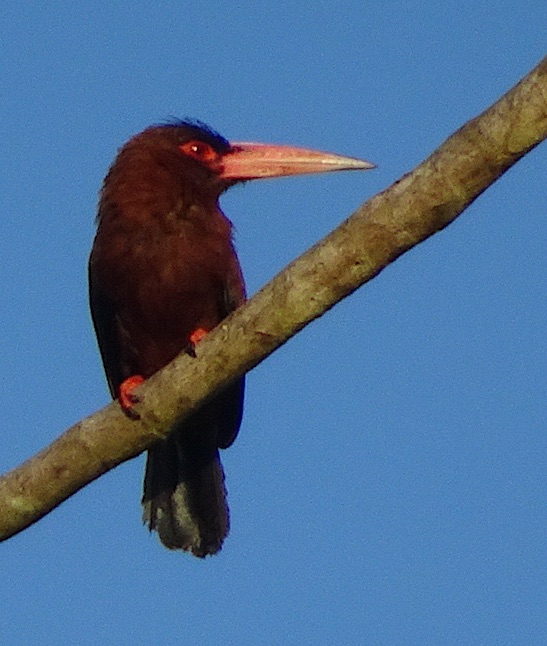 Purus Jacamar