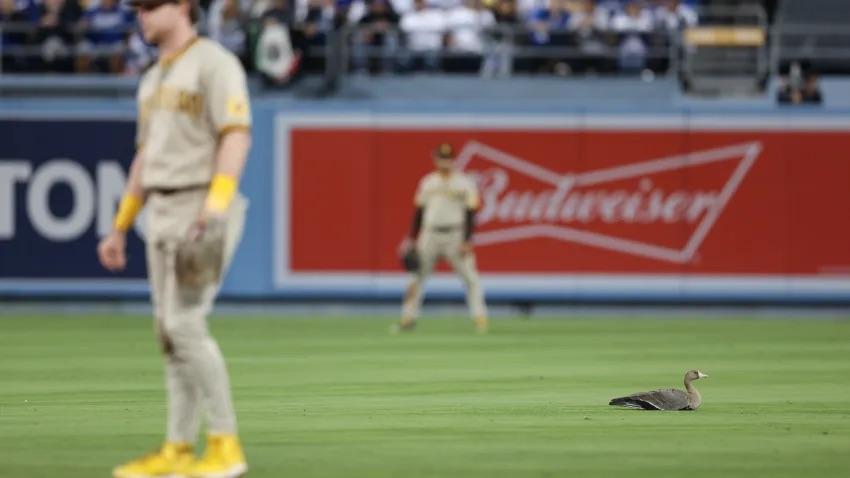 goose at Dodgers baseball game