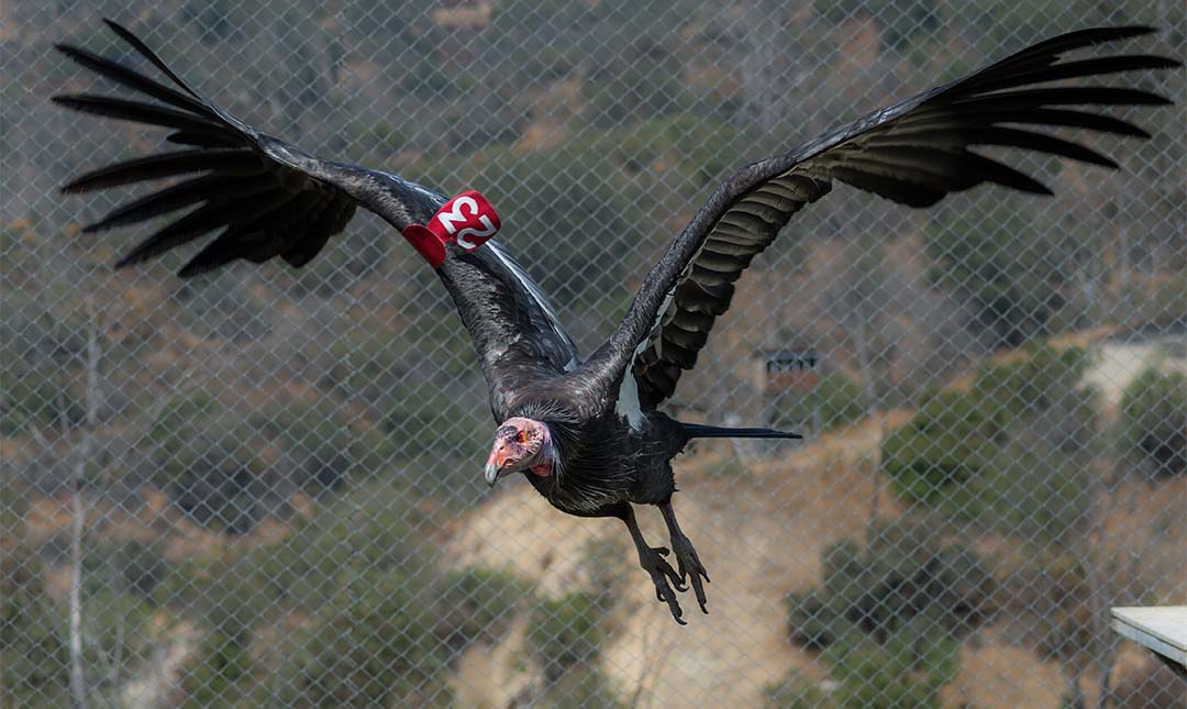 California Condor