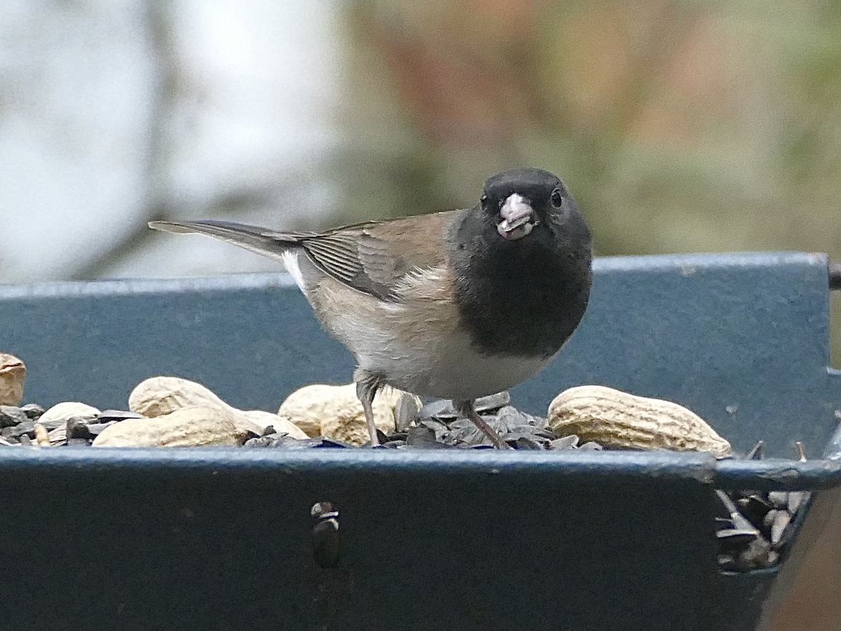 Dark-eyed Junco photo by Chris Spurgeon