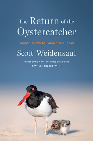 Return of the Oystercatcher book cover bird