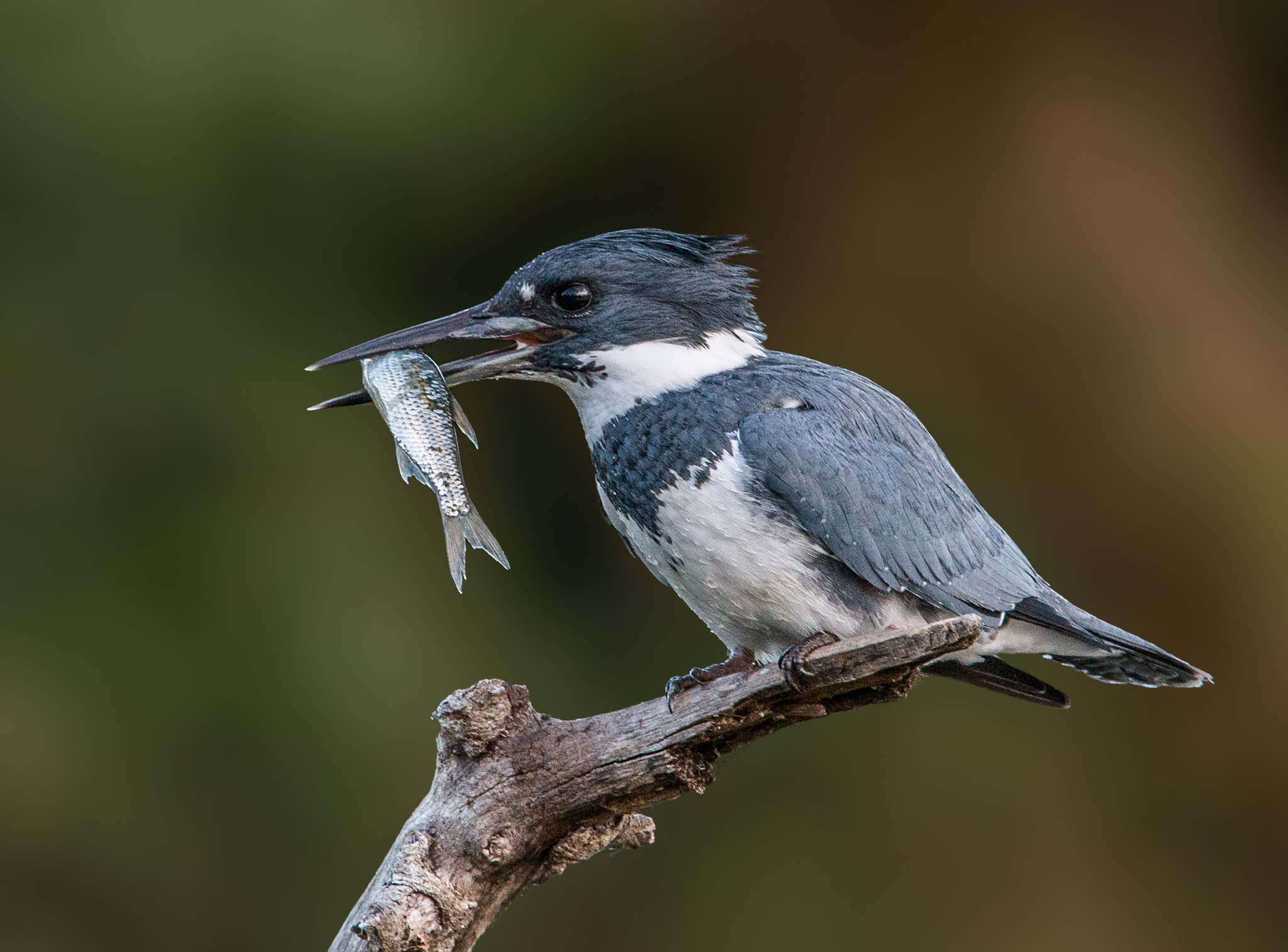 Belted Kingfisher enjoying a June dinner