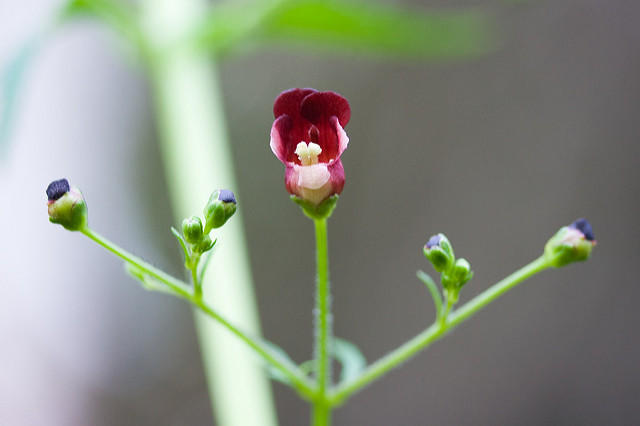 California Figwort photo by Ken-ichi Ueda, audubon.org